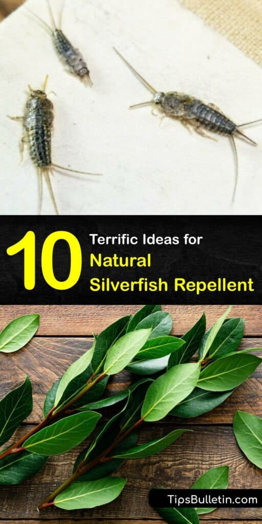 Silverfish control is easier than you think with our tips. Learn what attracts silverfish and how to repel silverfish naturally. We have in-depth tutorials with simple ingredients like essential oil and boric acid to help you stop silverfish from taking over. #repellent #silverfish #natural