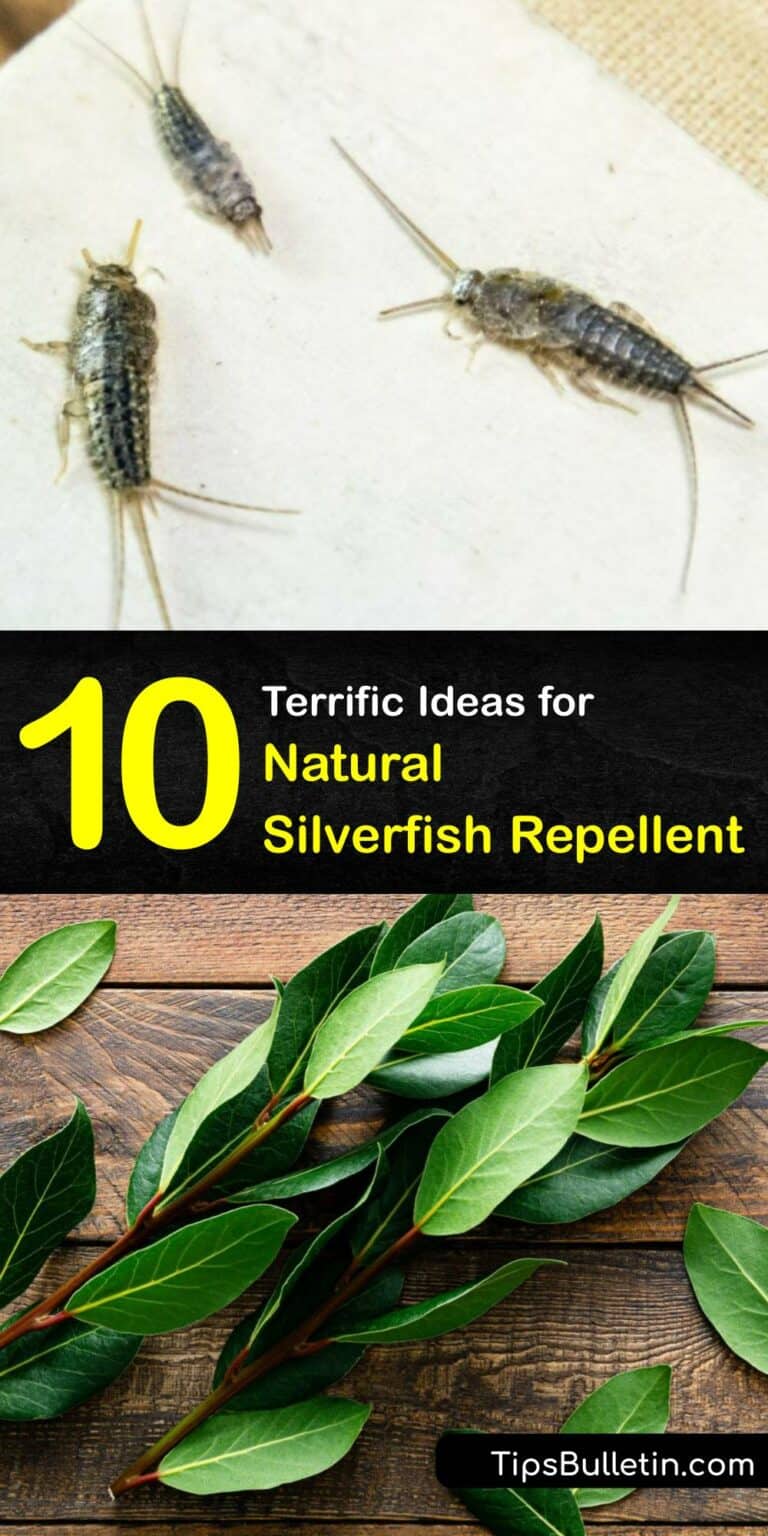 Deter Silverfish Naturally Incredible Guide to Repelling Silverfish