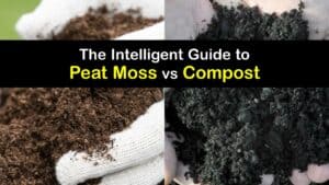 Peat Moss vs Compost titleimg1