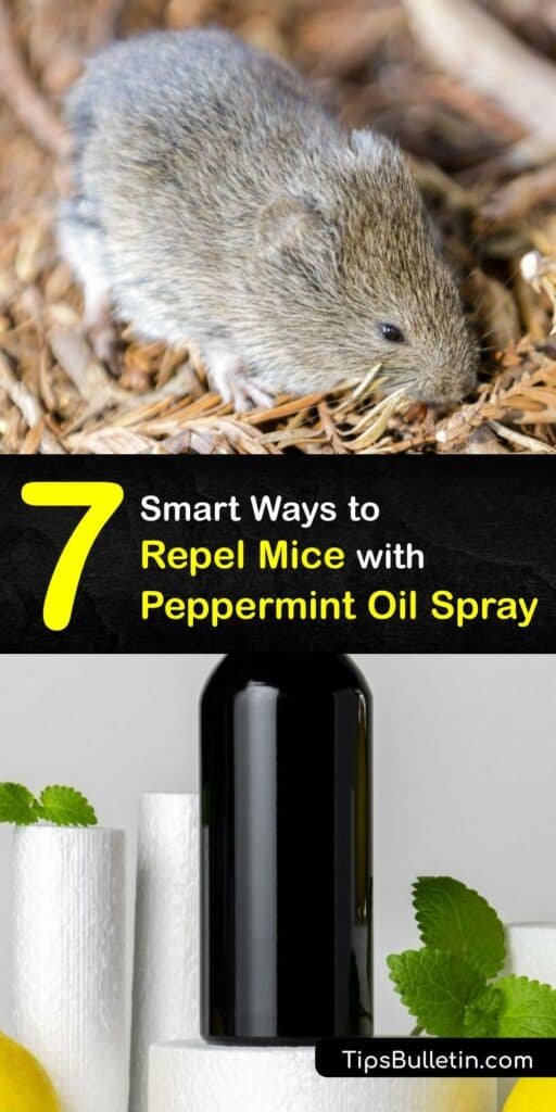 Peppermint essential oil is a natural mouse repellent, making it ideal for use in pest control. Place essential oils like peppermint and eucalyptus oil on a cotton ball, or mix them into a spray, to keep rodents away from your home. #peppermint #oil #spray #mice