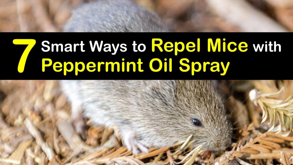 Peppermint for Mice Controlling Mice with Peppermint Oil Spray