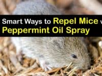 Peppermint Oil Spray for Mice titleimg1