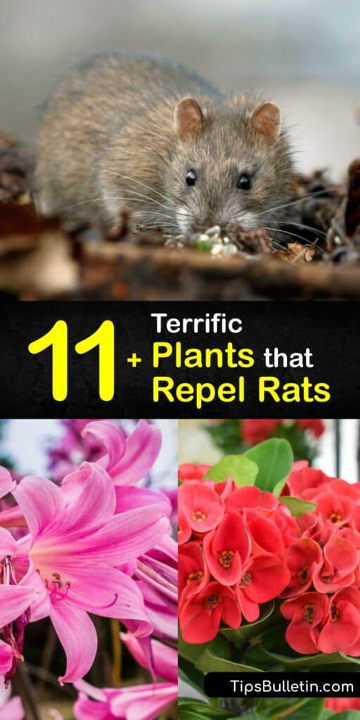Learn how to stop a rat infestation by growing mouse and rat repellent plants. While some plants draw rats to the garden, others like daffodils, bergamot, snowdrops, and geraniums, repel mice and rats - they’re a natural form of pest control. #rat #repellent #plants