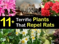 Plants that Repel Rats titleimg1