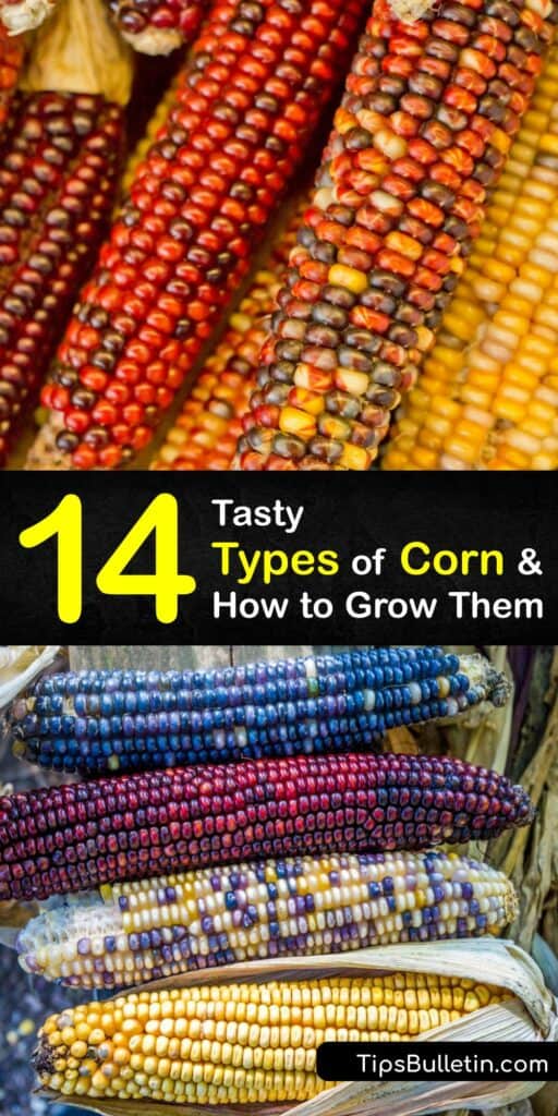 If you’re curious about corn varieties, we’ve got you covered. Our in-depth gardening guide covers flint corn cultivars, pod corn, flour corn, and even some popcorn suggestions. Learn all about corn and how to grow it in your home garden for a unique and delicious harvest. #grow #corn #varieties