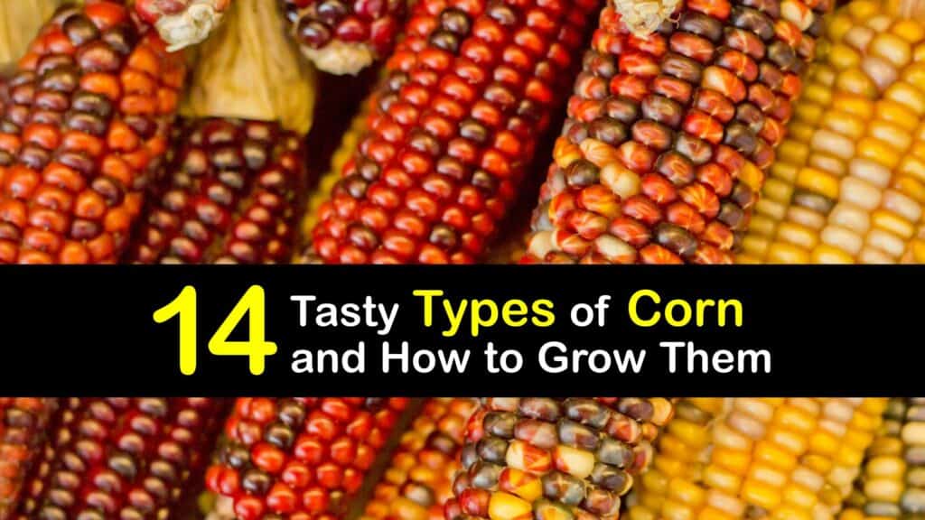 Types of Corn titleimg1