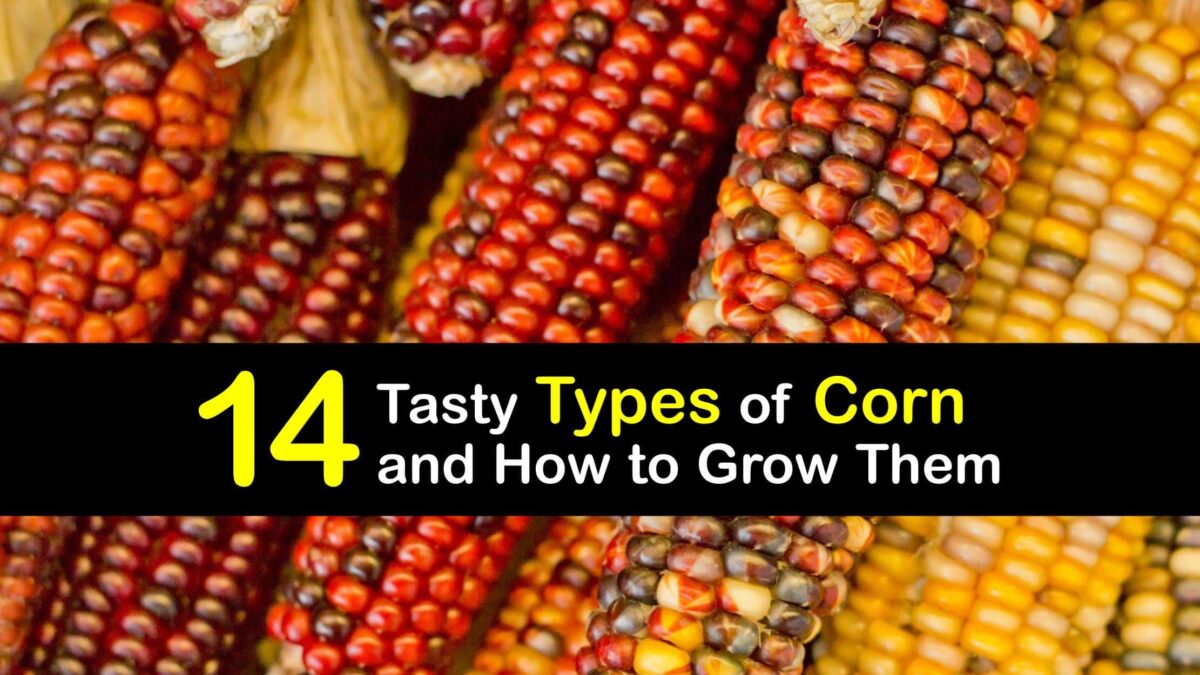 Corn Varieties Choosing Different Types of Corn
