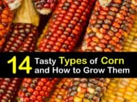 Types of Corn titleimg1
