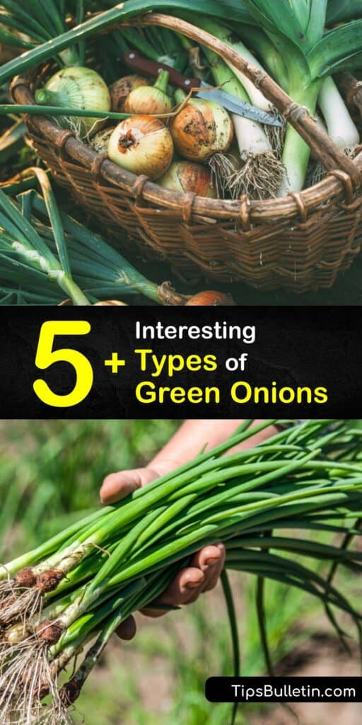Green onions are vegetables in the Allium family harvested before they reach maturity. These bunching onions may have small white bulbs, or none at all, but all green onion varieties have green stalks that contain the mild flavor of onions. #types #green #onions