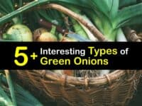 Types of Green Onions titleimg1