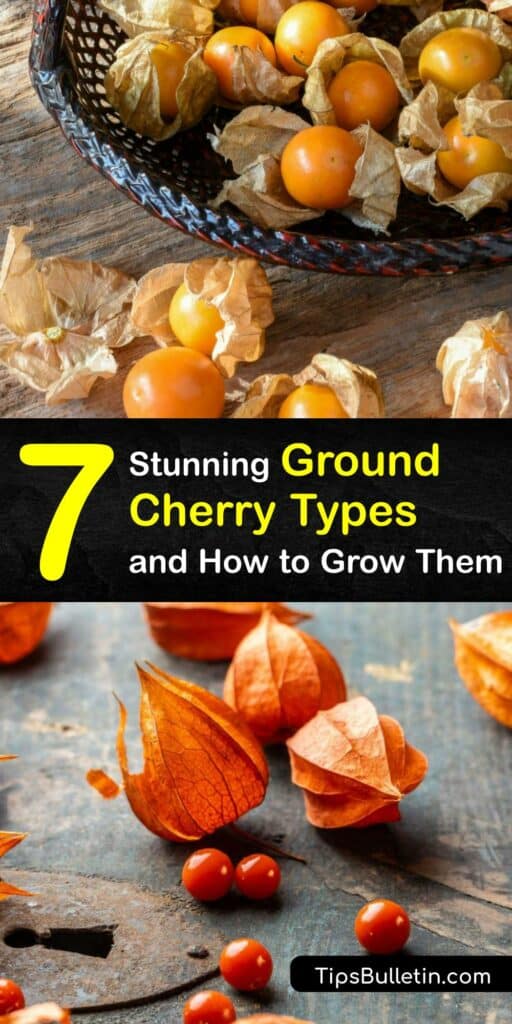 If you want to grow ground cherry plants, you’ve come to the right place. The Physalis pruinosa family includes favorites like the Cape gooseberry, tomatillo, and Aunt Molly varieties, and we’ll give you great garden tips from seed to husk tomato harvest. #varieties #ground #cherry