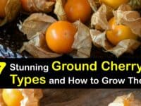 Types of Ground Cherries titleimg1