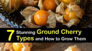 Types of Ground Cherries titleimg1