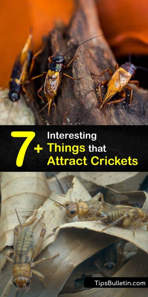 Male crickets are pests thanks to their chirping habit of attracting a mate. A cricket infestation in or around your house could mean losing sleep from nights filled with chirping. Discover what draws field crickets to your home to understand how to get rid of them. #attracts #crickets