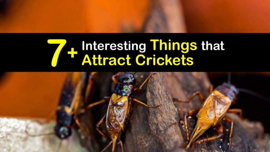 What Attracts Crickets titleimg1