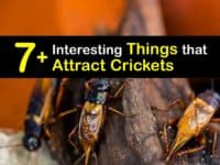 What Attracts Crickets titleimg1
