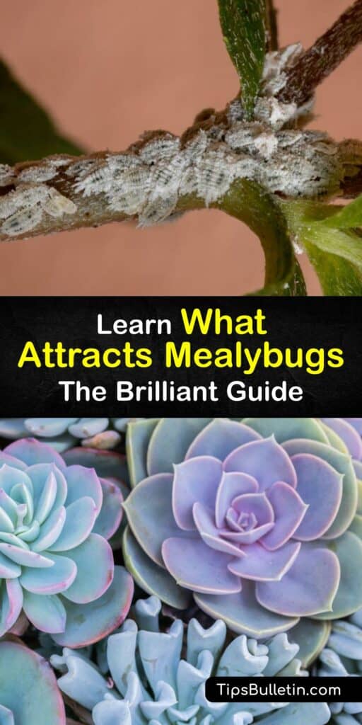 Mealy bugs are an insect plant pest affecting outdoor and indoor plants. The female mealybug reproduces quickly and an infested plant often develops damaging sooty mould. Attract and get rid of mealybugs with parasitic wasps without harming beneficial insects. #attracts #mealybugs