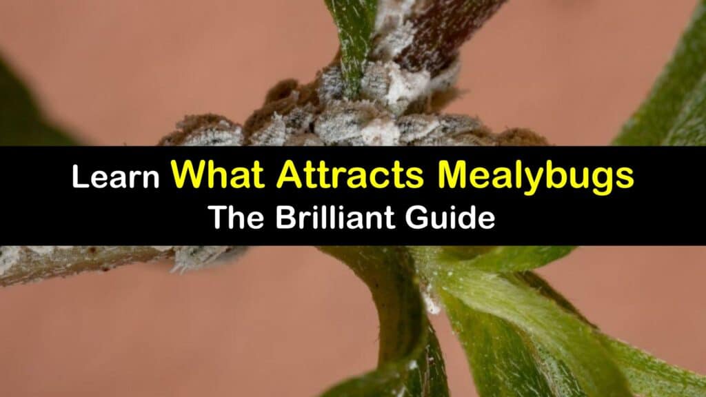 What Attracts Mealybugs titleimg1