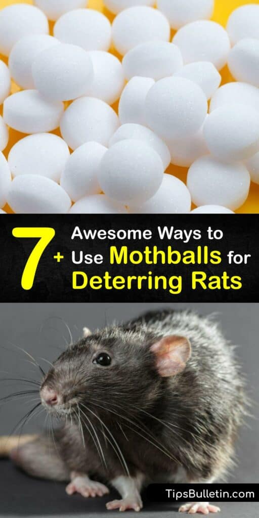 The smell of mothballs is used to repel rats and other rodent pests. Like rat poison, moth balls are toxic and must be handled carefully. For a natural scent deterrent, use Irish Spring soap, cayenne pepper, or peppermint oil. #mothballs #keep #rats #away