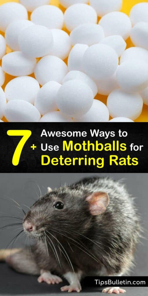 Mothballs and Rats - Incredible Guide to Repelling Rats