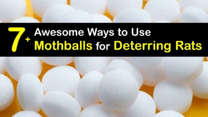Mothballs and Rats - Incredible Guide to Repelling Rats