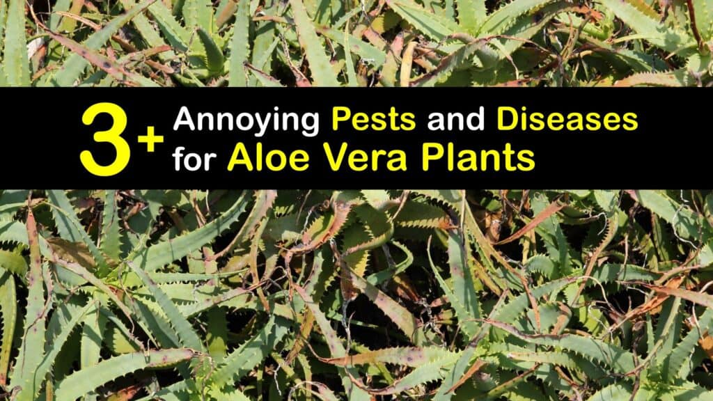 Aloe Vera Plant Disease titleimg1