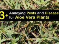 Aloe Vera Plant Disease titleimg1