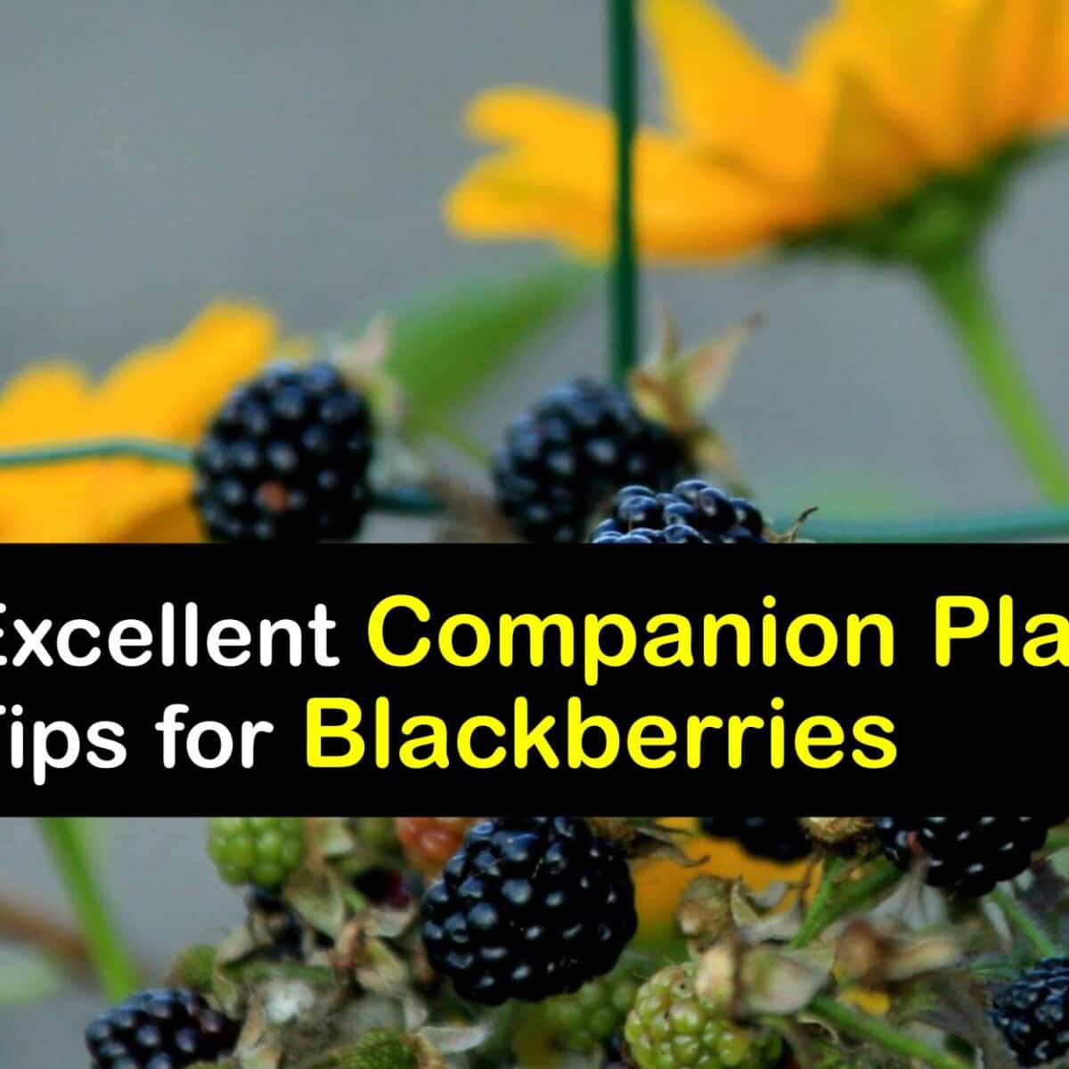 Image of Nasturtiums companion planting for blackberries