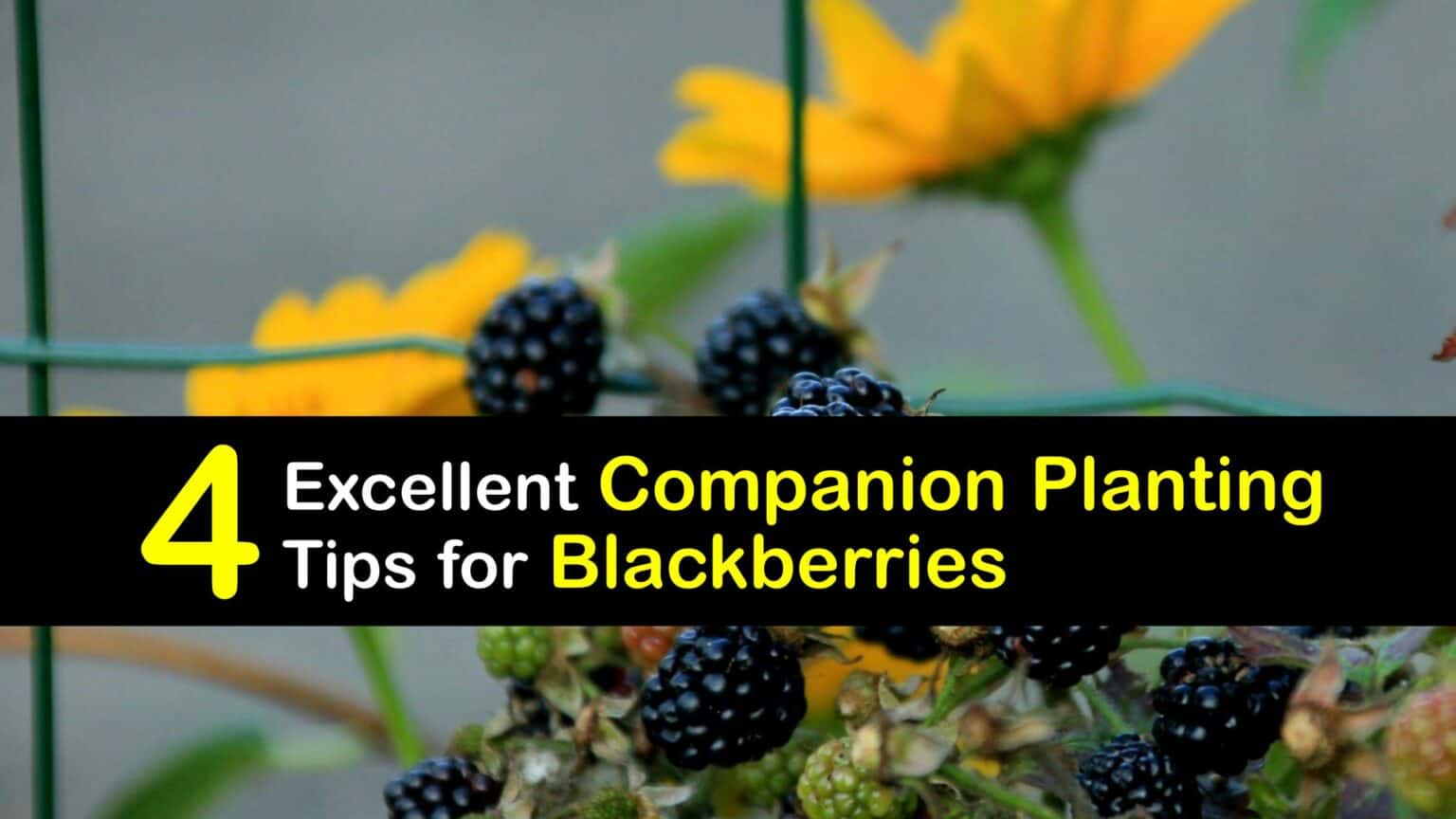 Beneficial Plants for Blackberries Best Blackberry Companions