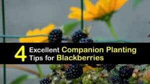 Blackberry Companion Plants titleimg1