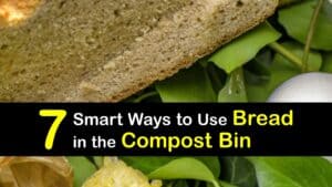 Can You Compost Bread titleimg1