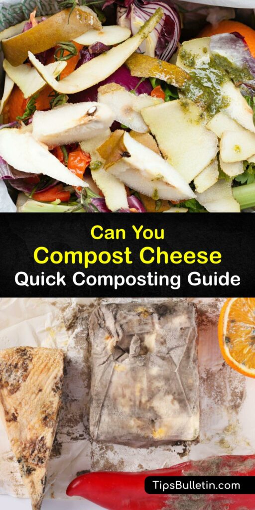 Learn how to compost cheese in the compost pile with other kitchen and yard waste. Many avoid adding dairy products like cheese while backyard composting since it emits a foul smell and attracts rodents. Yet, it’s safe to compost cheese with the right method. #compost #cheese