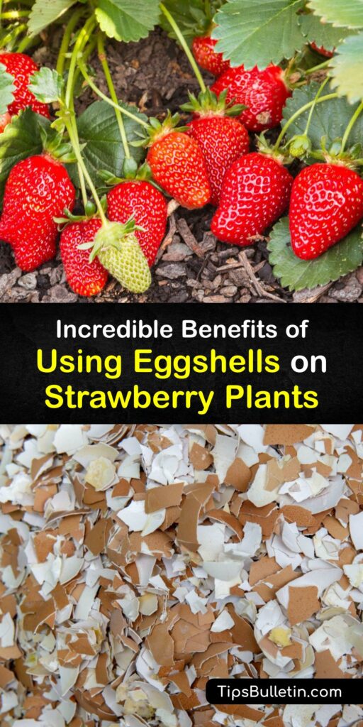 Eggshell and coffee grounds are the best fertilizer for growing strawberries. Crushed eggshell adds nutrients to the soil for a growing strawberry plant to thrive. Whether it’s your first or hundredth time to grow strawberry plants, egg shell material can help. #eggshells #strawberry #plants
