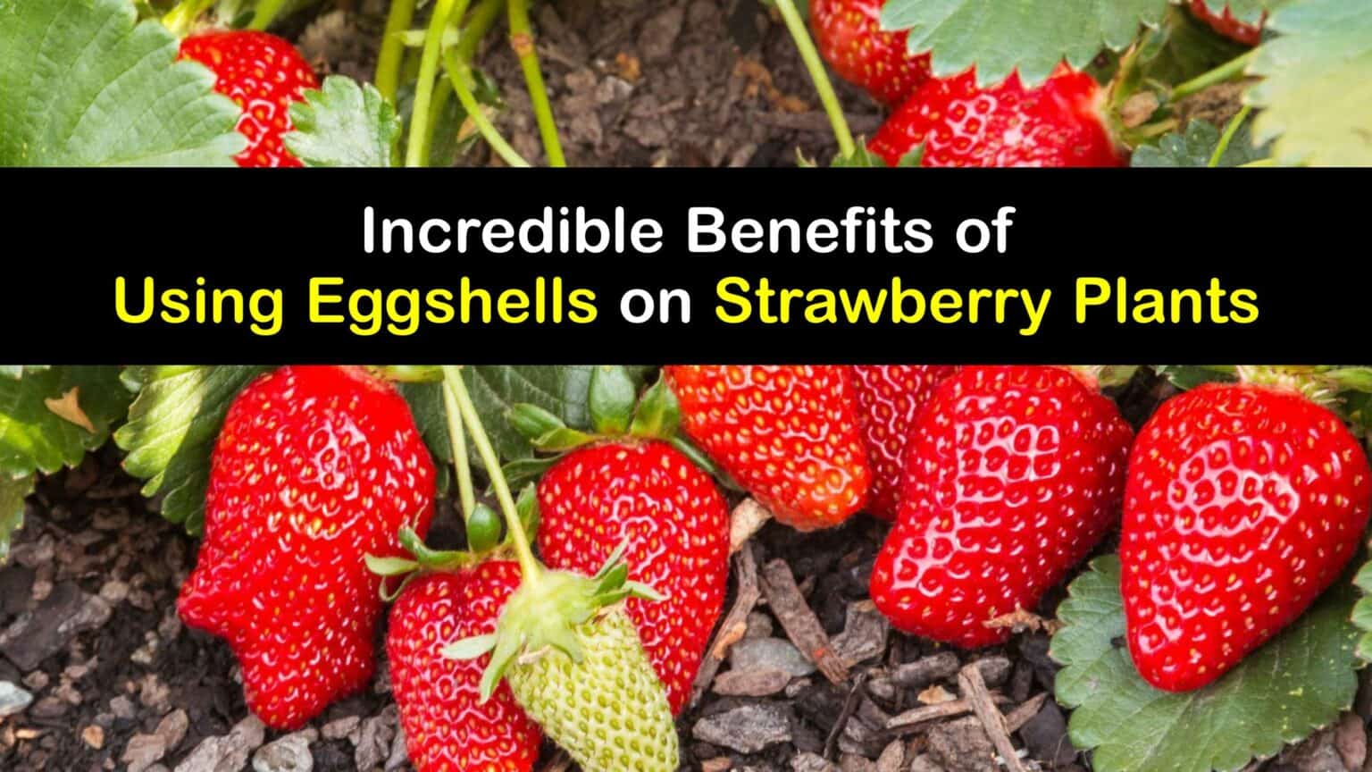 Fertilize Strawberries Naturally - DIY Eggshell Strawberry Food