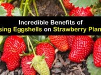 Eggshells for Strawberry Plants titleimg1
