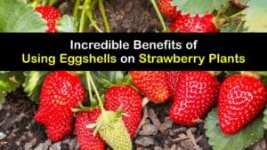 Eggshells for Strawberry Plants titleimg1