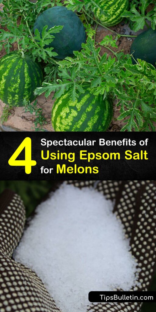 Whether you’re growing watermelon plants or want to grow cantaloupe, Epsom salt has much to offer. Epsom salts can be added to the soil as fertilizer, used to treat blossom end rot, or employed to make your melon and tomato plants produce tastier fruit. #epsom #salt #melons