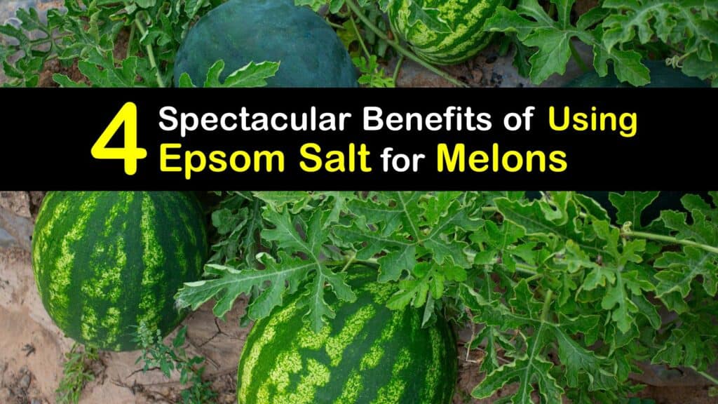 Epsom Salt for Melons titleimg1