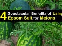 Epsom Salt for Melons titleimg1