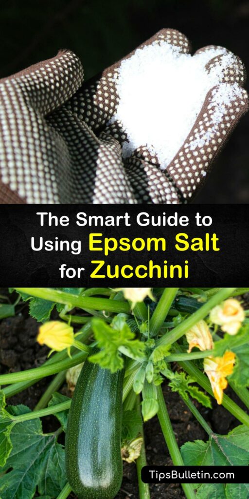 Epsom salts are valuable, whether you grow a zucchini plant, tomato plant, or summer squash. They contain magnesium sulfate which helps fertilize, improve soil structure, and prevent blossom end rot or a squash vine borer invasion. #epsom #salt #zucchini