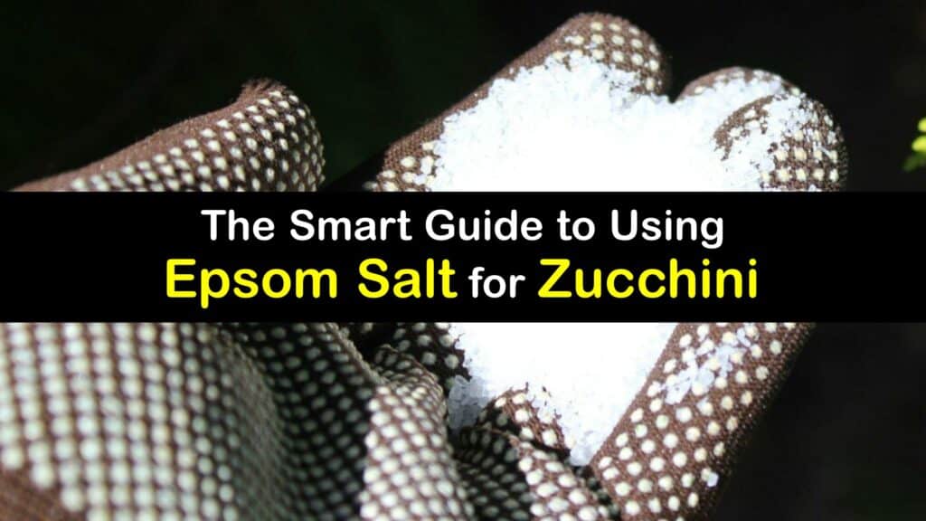 Epsom Salt for Zucchini titleimg1