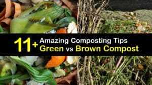Green vs Brown Compost titleimg1