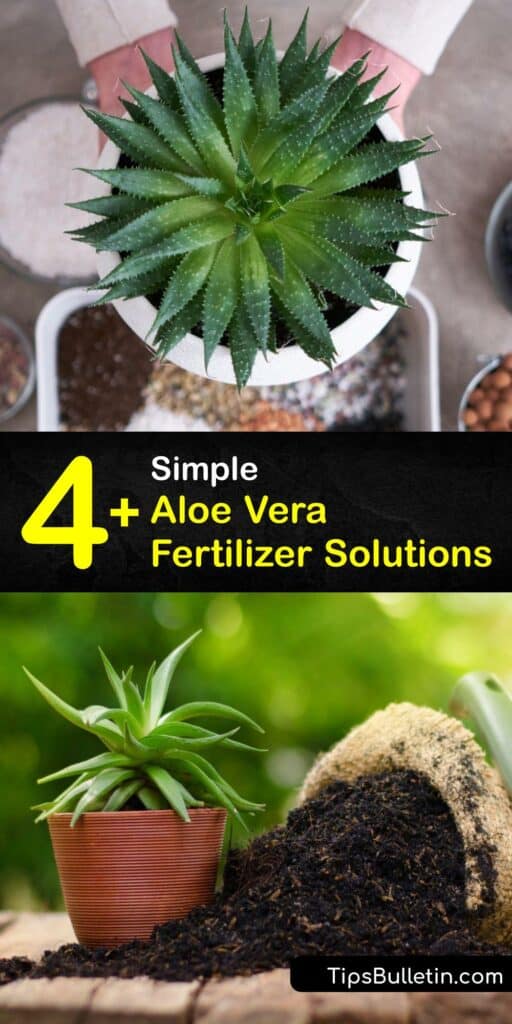 If your aloe plants need fertilizer to help them grow, skip buying costly fertilizers and make your own. Discover how to make organic fertilizer from Epsom salt and eggshells, and find out how a banana peel can help aloe vera grow. #homemade #aloe #vera #fertilizer
