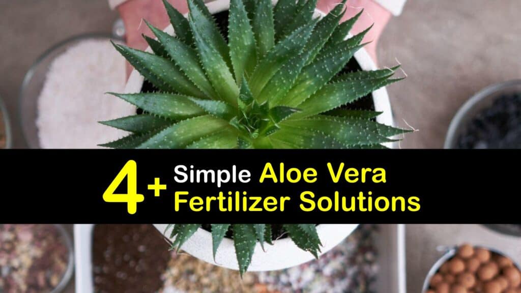 Homemade Fertilizer for Aloe Vera titleimg1