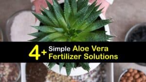 Homemade Fertilizer for Aloe Vera titleimg1