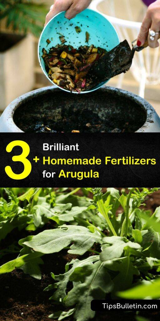 Plant arugula seed in cool weather, tend your arugula plant, and harvest arugula to use as salad greens. Learn how to craft homemade fertilizer from Epsom salt or coffee grounds to enrich the soil for a healthy and tastier leaf. #homemade #fertilizer #arugula