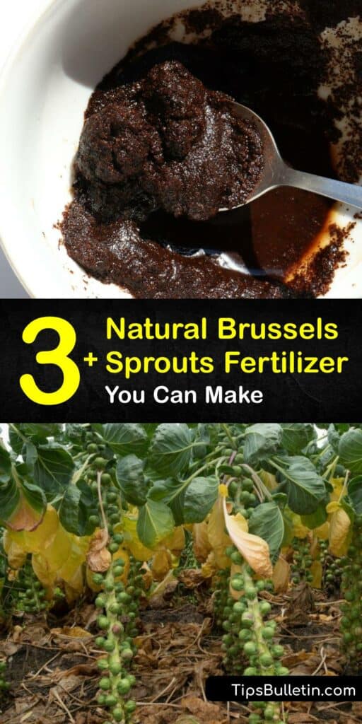 Discover recipes for homemade fertilizer for Brussels sprouts and give your plants the nutrients they need for a large harvest.
