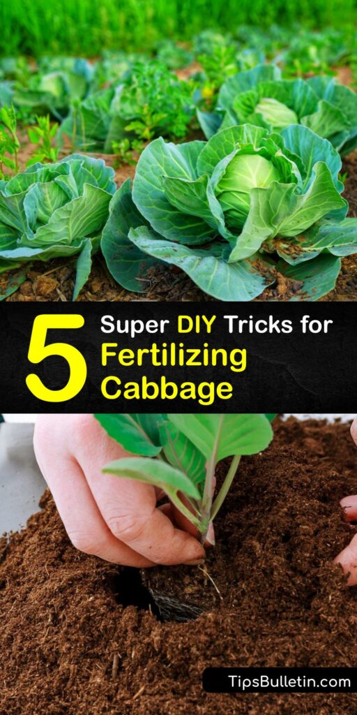 Granular and liquid fertilizers improve the health and yield of growing cabbage plants. Feed a green or red cabbage plant with organic fertilizer like compost or craft a simple Epsom salt cabbage fertilizer. #homemade #fertilizer #cabbage