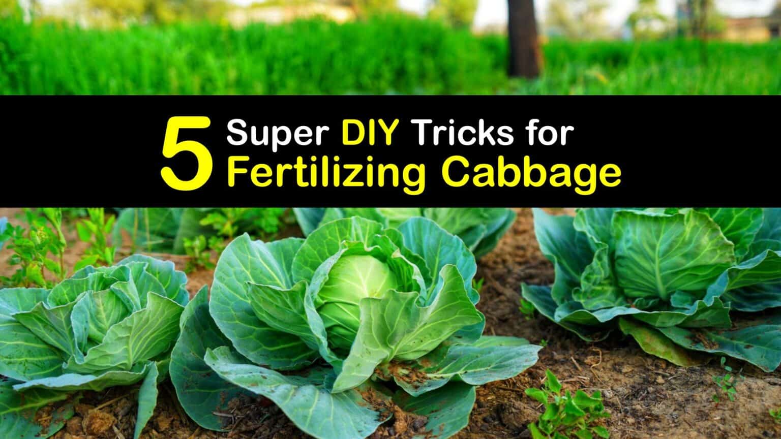 Fertilizing Cabbage Plants Easy DIY Cabbage Fertilizers