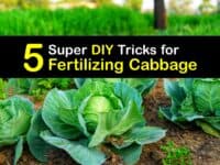 Homemade Fertilizer for Cabbage titleimg1